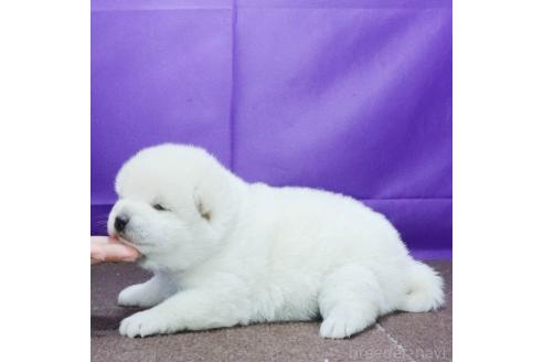 成約済の愛知県の柴犬-369454の3枚目